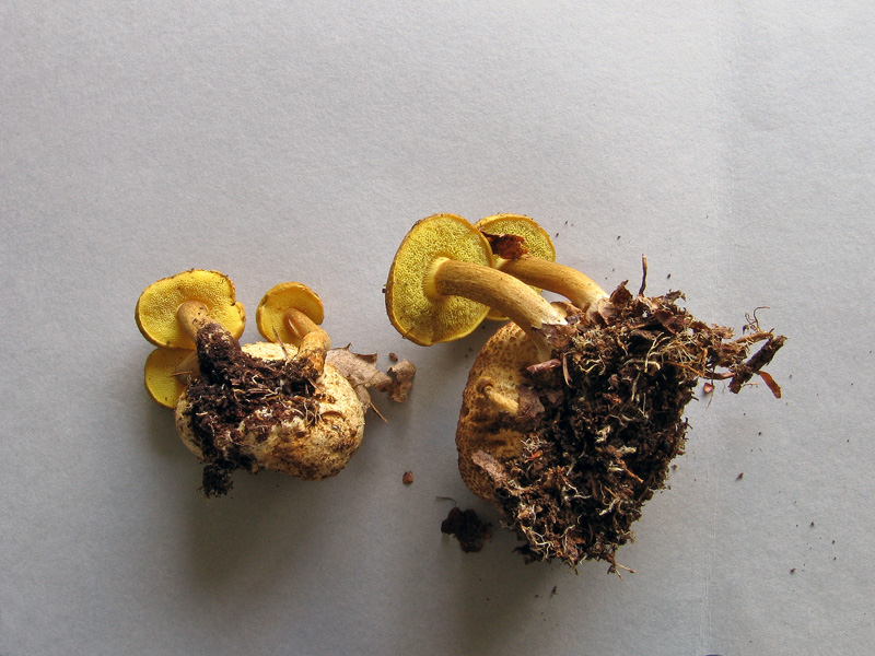 Xerocomus parasiticus